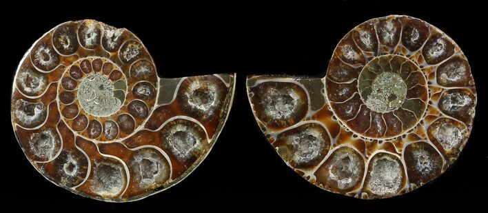 Small Desmoceras Ammonite Pair - #49824